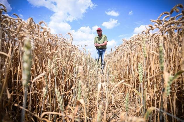 Grain Harvest After Weeks of Heat ** FOR EDITORIAL USE ONLY ** EDITORIAL USE ONLY ** Photo by Martin Siekerkotte in a grain field on July 17, 2026, in Essen. Report: This is how the grain harvest is proceeding after the heatwave. Germany, North Rhine-Westphalia, Essen. Copyright SocratesxTassos Copyright: SocratesxTassos doc86raix8c8ee4mkw5m8c ,EDITORIAL USE ONLY Copyright: SocratesxTassos