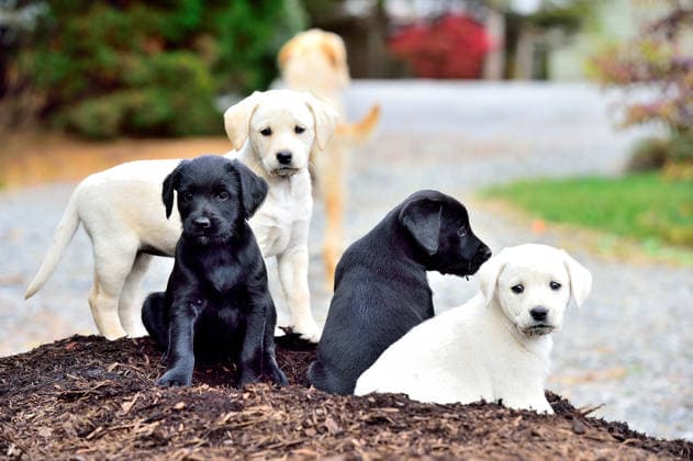 Litter of black and yellow Labrador puppies outdoors Benton, Pennsylvania, United States CR_BABE260717E-2082817-01 ,model released, Symbolfoto ,property released