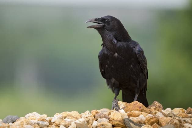 corvus corax, kolkrabe, raven, birds, corvidae family of birds, passeri, rabenvögel, singvögel, songbirds, vögel Corvus corax, ravens, birds, corvidae family of birds, passeri, corvids, songbirds, songbirds, birds Copyright: imageBROKER FrankxLeo ibxfkl18354734.jpg