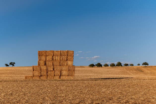 Straw bales in a harvested grain field under a blue summer sky, July 29, 2026, Selters; stock photo, illustrative image, symbolic image, illustrative photo, Everyday scene: A stack of rectangular straw bales stands in a harvested grain field in an open agricultural Copyright: x xW2Artx xThorstenxWagnerx