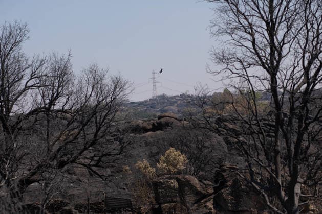 Residents of 12 of the 14 towns evacuated due to the Fermoselle fire have been relocated, and restrictions have been lifted in two municipalities. Land scorched by a wildfire, as of July 31, 2026, in Fornillos de Fermoselle, Zamora, Castile and León, Spain. Castile and León Civil Protection reported this Friday that residents evacuated due to the Fermoselle fire in Zamora from the towns of Pasariegos, Villar del Buey, Dehesa de Pedraza, Cibanal, Formariz, Muga de Sayago, Tudera, Arganín, Badilla, Cozcurrita, Zafara, Palazuelo de Sayago, and Fornillos de Fermoselle, while lockdown measures have been lifted in the municipalities of Fermoselle and Fariza, and the towns of Mámoles and Pinilla de Fermoselle remain evacuated. Thus, only the town Copyright: xPalomaxV.xEscarpax 7697504