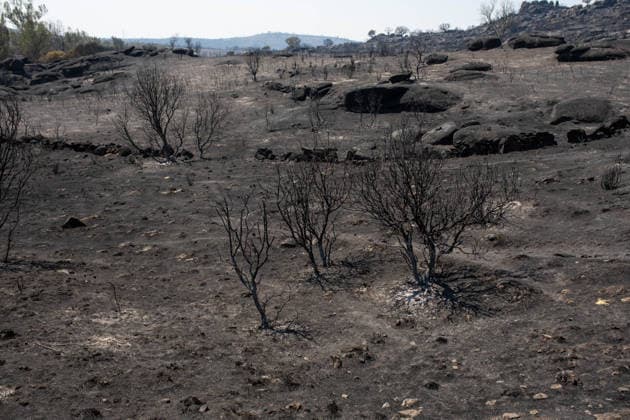 Residents of 12 of the 14 towns evacuated due to the Fermoselle fire have been relocated, and restrictions have been lifted in two municipalities. Land scorched by a wildfire, as of July 31, 2026, in Fornillos de Fermoselle, Zamora, Castile and León, Spain. Castile and León Civil Protection reported this Friday that residents evacuated due to the Fermoselle fire in Zamora—from the towns of Pasariegos, Villar del Buey, Dehesa de Pedraza, Cibanal, Formariz, Muga de Sayago, Tudera, Arganín, Badilla, Cozcurrita, Zafara, Palazuelo de Sayago, and Fornillos de Fermoselle, while lockdown measures have been lifted in the municipalities of Fermoselle and Fariza, and the towns of Mámoles and Pinilla de Fermoselle remain evacuated. Thus, only the town Copyright: xPalomaxV.xEscarpax 7697506