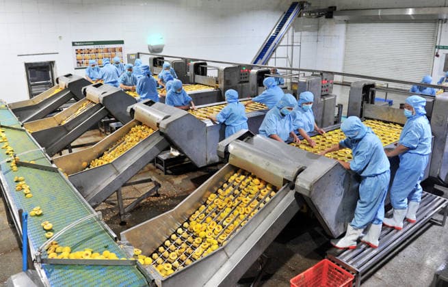 YICHANG, CHINA - AUGUST 01: Workers process yellow peaches on an automated production line at the fruit workshop of Qugu International Agriculture Group on August 1, 2026 in Zigui, Hubei Province of China.  Copyright: xVCGx 111657565611