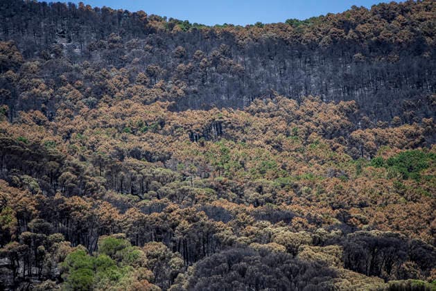 The Burgohondo fire in Ávila is progressing as expected, and 50 firefighters from Catar have been deployed. View of the burned area in the Tiétar Valley, as of August 1, 2026, in Ávila, Castile and León, Spain. The regional delegate of the Regional Government in Ávila, José Francisco Hernández Herrero, has stated that the Burgohondo wildfire is progressing as expected and has expressed confidence that it will be fully contained in the coming hours or days, although for the time being it remains at Level 2 on the Potential Severity Index (IGR 2) August 2, 2026 FIRE NATURAL DISASTER BURNT LANDSCAPE CHARRED SMOKE GARDEN TIÉTAR VALLEY LA ADRADA CASAVIEJA PIEDRALAVES Ávila, Castile and León Ávila, Castile and León Spain Copyright: xGabrixSolerax 7698496