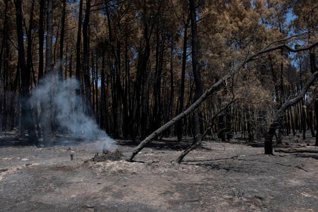 The Burgohondo fire in Ávila is progressing as expected, with 50 firefighters from Catar Bosque now deployed to tackle smoldering embers in Casavieja, as of August 1, 2026, in Ávila, Castile and León, Spain. The regional delegate of the Regional Government in Ávila, José Francisco Hernández Herrero, has stated that the Burgohondo wildfire is progressing as expected and has expressed confidence that it can be brought under complete control in the coming hours or days, although for the time being it remains at Level 2 on the Potential Severity Index (IGR) August 2, 2026 FIRE NATURAL DISASTER BURNT LANDSCAPE CHARRED SMOKE GARDEN TIÉTAR VALLEY LA ADRADA CASAVIEJA PIEDRALAVES FOREST EMbers ASH Casavieja, Ávila, Castile and León Casavieja, Ávila Copyright: xGabrixSolerax 7698502