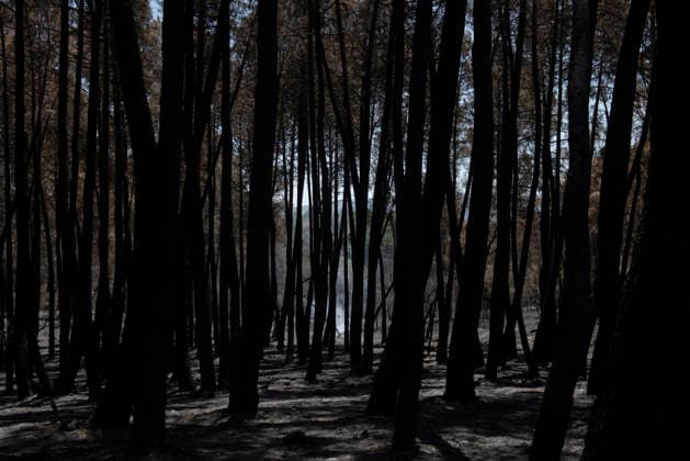 The Burgohondo fire in Ávila is progressing as expected, with 50 firefighters from Catar Bosque now deployed to tackle smoldering embers in Casavieja, as of August 1, 2026, in Ávila, Castile and León, Spain. The regional delegate of the Regional Government in Ávila, José Francisco Hernández Herrero, has stated that the Burgohondo wildfire is progressing as expected and has expressed confidence that it can be brought under complete control in the coming hours or days, although for the time being it remains at Level 2 on the Potential Severity Index (IGR) August 2, 2026 FIRE NATURAL DISASTER BURNT LANDSCAPE CHARRED SMOKE GARDEN TIÉTAR VALLEY LA ADRADA CASAVIEJA PIEDRALAVES FOREST EMbers ASH Casavieja, Ávila, Castile and León Casavieja, Ávila Copyright: xGabrixSolerax 7698504