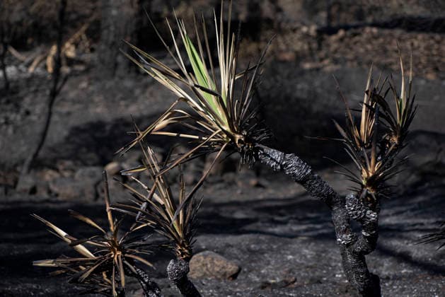 The fire in Burgohondo, Ávila, is progressing as expected, and 50 firefighters from Catar have been deployed. Burned plants at the La Adrada Botanical Garden, as of August 1, 2026, in Ávila, Castile and León, Spain. The regional delegate of the Regional Government in Ávila, José Francisco Hernández Herrero, has stated that the Burgohondo wildfire is progressing as expected and has expressed confidence that it can be brought under complete control in the coming hours or days, although for the time being it remains at Level 2 on the Potential Severity Index (IGR) 2 AUGUST 2026 FIRE NATURAL FIRE BURNT LANDSCAPE CHARRED SMOKE GARDEN TIÉTAR VALLEY LA ADRADA CASAVIEJA PIEDRALAVES La Adrada, Ávila, Castile and León La Adrada, Ávila, Castile and L Copyright: xGabrixSolerax 7698511