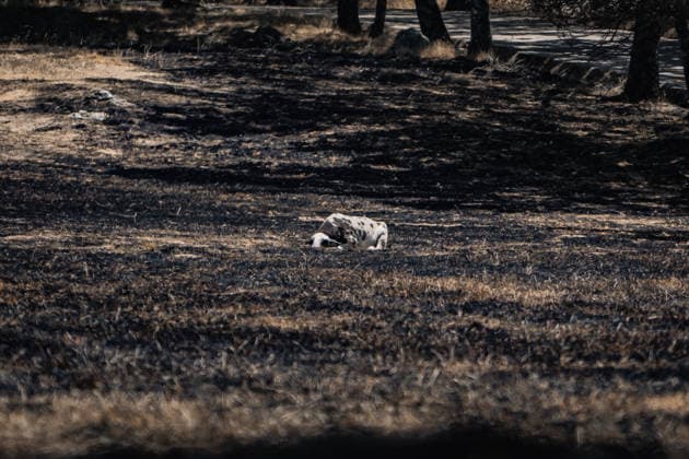 The Burgohondo, Ávila wildfire is progressing as expected, and 50 firefighters from Catar Vista have been deployed one week after the fire broke out, on August 1, 2026, in La Adrada, Castile and León, Spain. The regional delegate of the Regional Government in Ávila, José Francisco Hernández Herrero, has stated that the Burgohondo wildfire is progressing as expected and has expressed confidence that it can be brought under complete control in the coming hours or days, although for the time being it remains at Level 2 on the Potential Severity Index (IGR) 2 AUGUST 2026 FIRE NATURAL DISASTER BURNT LANDSCAPE CHARRED SMOKE GARDEN TIÉTAR VALLEY LA ADRADA CASAVIEJA PIEDRALAVES SCULPTURE DONKEYS CAR César Vallejo Rodrí La Adrada, Ávila, Castile an Copyright: xCÃ sarxVallejoxRodriguezx 7698606