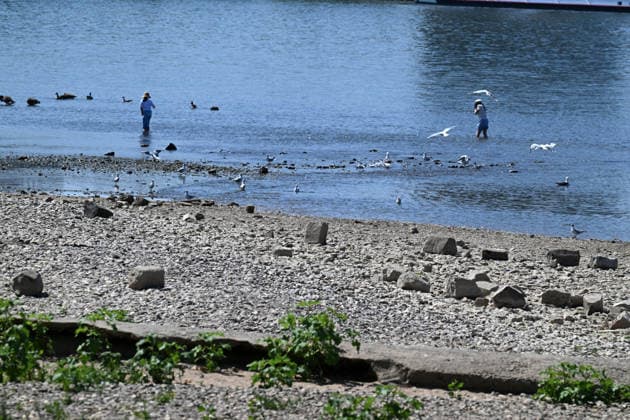 August 2, 2026, xophax, public life, Cologne, banks of the Rhine, Cologne Cathedral; low water levels on the Rhine from Cologne to Mühlheim; Rheinpark; Rhine water level in Cologne reaches record low; Cologne