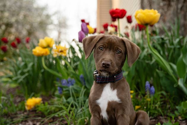 Cute brown puppy sits in a colorful tulip garden Elburn, Illinois, United States R_MCKJ260731B-2083539-01 ,model released, Symbolfoto ,property released