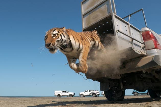 KAZAKHSTAN, ALMATY REGION - AUGUST 3, 2026: The releases an adult female Siberian tiger named Ymit into the Ile-Balkhash State Nature Reserve as part of a joint programme with Russia to repopulate the area with tigers, a species declared extinct in these parts decades ago Kazakhstan  - ZUMAt113 20260803_zaa_t113_361 Copyright: xAmurxTigerxCentrex