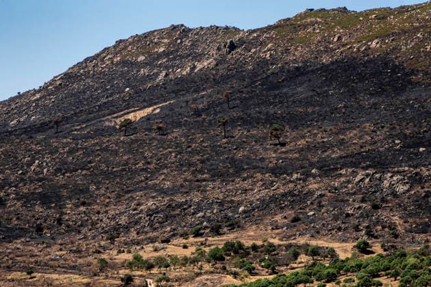 Leo Messi Donates 80,000 Euros for the Reconstruction of Madrid’s Sierra Oeste After the Wildfire View after the wildfire, on August 4, 2026, in Robledo de Chavela, Madrid, Spain. The president of the Community of Madrid, Isabel Díaz Ayuso, announced on Tuesday that soccer player Leo Messi has donated 80,000 euros for the reconstruction of the region’s Sierra Oeste following the wildfire that has scorched nearly 30,000 hectares. The Community of Madrid has launched a website to channel donations from citizens and companies for those affected by the fires that impacted 17 municipalities in the Sierra Oeste August 4, 2026 FIRE SCORCHED LAND DONATION MESSI NATURE LANDSCAPE SIERRA OESTE MADRID FIRE MADRID HECTAREBURNT TREES BURNT LAND Robledo Copyright: xGabrixSolerax 7701737