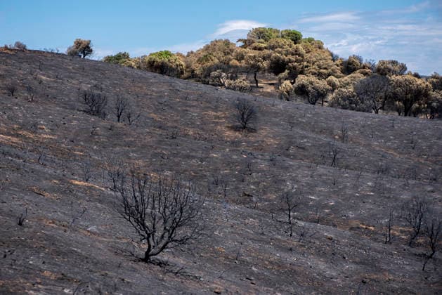 Leo Messi Donates 80,000 Euros for the Reconstruction of Madrid’s Sierra Oeste After the Wildfire View after the wildfire, on August 4, 2026, in Villa del Prado, Madrid, Spain. The president of the Community of Madrid, Isabel Díaz Ayuso, announced on Tuesday that soccer player Leo Messi has donated 80,000 euros for the reconstruction of the region’s Sierra Oeste following the wildfire that has scorched nearly 30,000 hectares. The Community of Madrid has launched a website to channel donations from citizens and companies to support those affected by the fires that impacted 17 municipalities in the Sierra Oeste August 4, 2026 FIRE SCORCHED LAND DONATION MESSI NATURE LANDSCAPE SIERRA OESTE MADRID FIRE MADRID HECTAREBURNT TREES BURNT LAND VILL Copyright: xGabrixSolerax 7701742
