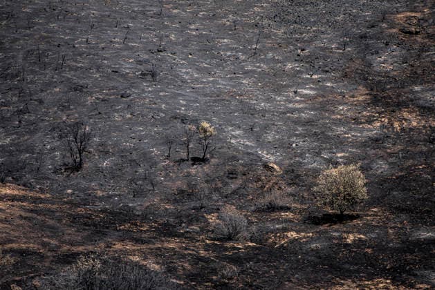 Leo Messi Donates 80,000 Euros for the Reconstruction of Madrid’s Sierra Oeste After the Wildfire View after the wildfire, on August 4, 2026, in Villa del Prado, Madrid, Spain. The president of the Community of Madrid, Isabel Díaz Ayuso, announced on Tuesday that soccer player Leo Messi has donated 80,000 euros for the reconstruction of the region’s Sierra Oeste following the wildfire that has scorched nearly 30,000 hectares. The Community of Madrid has launched a website to channel donations from citizens and companies to support those affected by the fires that impacted 17 municipalities in the Sierra Oeste August 4, 2026 FIRE SCORCHED LAND DONATION MESSI NATURE LANDSCAPE SIERRA OESTE MADRID FIRE MADRID HECTAREBURNT TREES BURNT LAND VILL Copyright: xGabrixSolerax 7701745