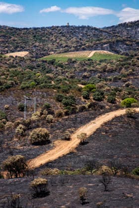 Leo Messi Donates 80,000 Euros for the Reconstruction of Madrid’s Sierra Oeste After the Wildfire View after the wildfire, on August 4, 2026, in Villa del Prado, Madrid, Spain. The president of the Community of Madrid, Isabel Díaz Ayuso, announced on Tuesday that soccer player Leo Messi has donated 80,000 euros for the reconstruction of the region’s Sierra Oeste following the wildfire that has scorched nearly 30,000 hectares. The Community of Madrid has launched a website to channel donations from citizens and companies to support those affected by the fires that impacted 17 municipalities in the Sierra Oeste August 4, 2026 FIRE SCORCHED LAND DONATION MESSI NATURE LANDSCAPE SIERRA OESTE MADRID FIRE MADRID HECTAREBURNT TREES BURNT LAND VILL Copyright: xGabrixSolerax 7701751