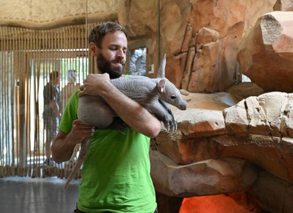 The Olomouc Zoo introduced a Aardvark baby, a species rarely bred in captivity, on August 5, 2026, in Olomouc, Czech Republic. The Olomouc Zoo has been breeding Aardvarks since 2017. The first cub was born there in March 2020, and the zoo has successfully raised three cubs to date. (CTKxPhoto LudekxPerina) CTKPhotoP2026080503575  CTKPhotoP2026080503575