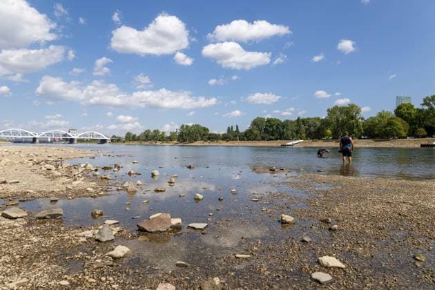 Extremely low water levels on the Rhine in Mannheim and Ludwigshafen. At the time the photo was taken, the water level here was 85 cm. The photo was taken on Parkinsel in Ludwigshafen. Copyright: xUdoxHerrmannx