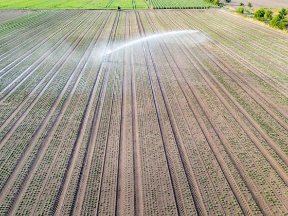 Aerial view Irrigation one Field with Boys Salad plants 1074708226