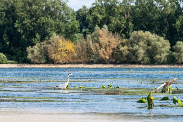 Low Water Levels on the Rhine Near Oestrich-Winkel The Rhine’s water level has reached a historic low. After the water level at Kaub had fallen another eight centimeters over the past 24 hours, it reached August 5, 2026, the level reache