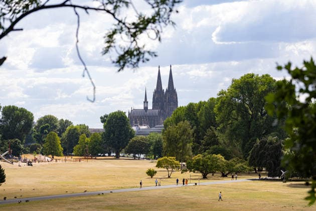 Parched meadows in the Rheinpark in front of Cologne Cathedral; view of Cologne Cathedral from the Rheinpark in Cologne-Deutz; persistent heat and drought are causing the meadows of the park—which was created in 1957 for the Federal Horticultural Show—to dry up, but walkers are still using the park for a stroll Cologne Rheinpark North Rhine-Westphalia Germany Copyright: xMarcxJohnx