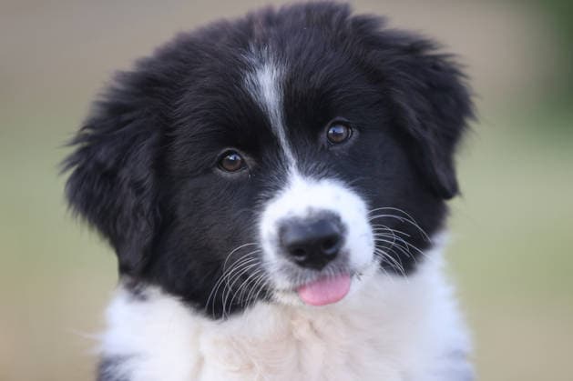Huendin, an 11-week-old female Australian Shepherd puppy, in the Siegerland region on August 5, 2026, in Siegen, Germany