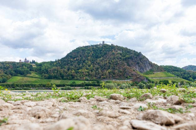 Historically Low Water Level: The Oberwinter Gauge Drops to 1 cm View from Bonn-Mehlem of the Drachenfels and Drachenburg in the Siebengebirge. In the foreground lies the largely dried-up riverbed of the Rhine during this period of historically low water; the Oberwinter gauge Copyright: xMarcxJohnx