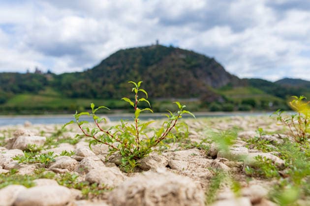 Historically low water levels: The Oberwinter gauge drops to 1 cm. View from Bonn Mehlem toward the Drachenfels in the center, Drachenburg on the left, and the Großer Oelberg on the right in the Siebengebirge. In the foreground l Copyright: xMarcxJohnx