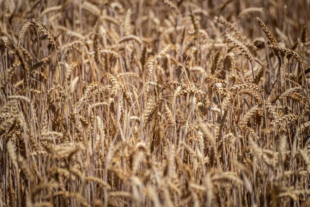 Wheat: The Most Important Grain. A view of a wheat field near Burghaslach in Franconia, Bavaria. This grain is of paramount importance in many countries. The ears have no awns and turn golden yellow before harvest in midsummer. Nuremberg, Bavaria, Germany