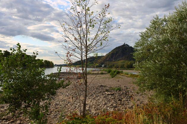 Bad Honnef, Germany, Nature, Climate, Summer, Drought, Rhine, Low Water, Grafenwerth, Bad Honnef, Bonn, North Rhine-Westphalia, Germany, August 5, 2026 The extremely low water level in the Rhine, shown here near Grafenwerth Island in Bad Honnef, has left many boats stranded on dr Copyright: xEibner-Pressefoto JuergenxAugstx EP_JAT