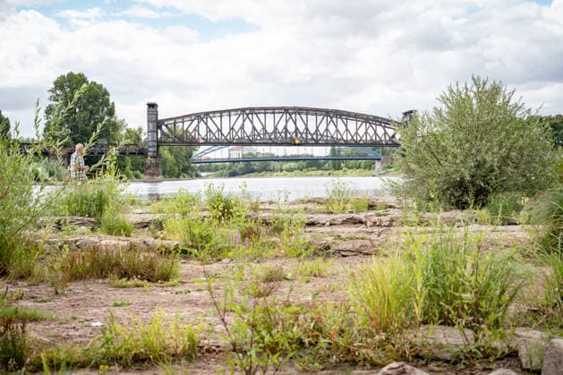 Significantly lower water level in the Elbe in August 2026 Low water levels on the Elbe in Magdeburg in the summer of 2026, Magdeburg, Saxony-Anhalt, Germany, banks of the Elbe