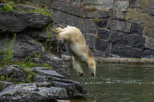 A polar bear (Ursus maritimus) leaping into the water at the Berlin Friedrichsfelde Zoo
