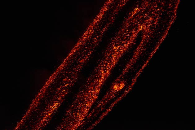 Volcanic activity intensifies at Mount Etna CATANIA, ITALY - AUGUST 8: Mount Etna enters a new paroxysmal phase characterized by intense activity at the Voragine summit crater in Catania, Sicily, Italy on August 8, 2026. The volcanic activity, which began to rapidly intensify during the evening of August 6, evolved into a powerful lava fountain overnight and into August 7. The eruption generated a significant ash cloud dispersing towards the southeast, with ashfall reported in the surrounding towns of Ragalna and Adrano. Additionally, a new lava flow was observed in the Valle del Leone from a new eruptive vent opened at an altitude of approximately 2750. The presence of volcanic ash and the elevation of the aviation alert to red severely im  Copyright: x2026xAnadoluxSalvatorexAllegrax