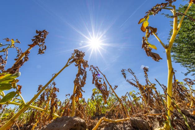 Dry summer weather in Hesse. The sun shines on withered potato plants in a field, Oberursel, Hesse, Germany