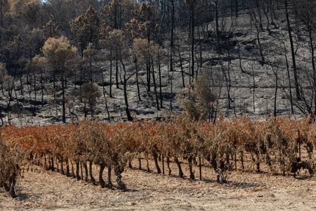 News Bilder des Tages DAMAGE CAUSED TO VINEYARDS BY FIRES PHOTO PQR NICE MATIN CAMILLE DODET Correns Correns Correns Correns August 8, 2026 Photo PQR Camille Dodet Var Matin August 8, 2026 Correns, Var. After the fire that struck Correns, winegrowers are assessing the losses caused by the fire on the affected plots. In pictures. Photo: PQR Camille Dodet, Var Matin, August 8, 2026. Correns, Var. After the fire that struck Correns, winegrowersare assessing the losses caused by the fire’s passage through the damaged plots. In pictures: Fabien Mistre, president of the Correns Winegrowers’ Cooperative, walks through the rows of burned vines. Photo: PQR Camille Dodet, Var Matin, August 8, 2026. Correns Var After the fire that struck Correns, winemakers are assessing Copyright: xPHOTOPQR NICExMATIN MAXPPPxCAMILLExDODETx 20260808NIM4870 20260808NIM4870