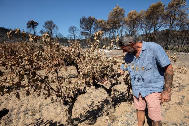 DAMAGE CAUSED TO VINEYARDS BY FIRES PHOTO PQR NICE MATIN CAMILLE DODET Correns Correns Correns Correns August 8, 2026 Photo PQR Camille Dodet Var Matin August 8, 2026 Correns, Var. After the fire that struck Correns, winegrowers are assessing the losses caused by the fire on the affected plots. In pictures. Photo: PQR Camille Dodet, Var Matin, August 8, 2026. Correns, Var. After the fire that struck Correns, winegrowersare assessing the losses caused by the fire’s passage through the damaged plots. In pictures: Fabien Mistre, president of the Correns Winegrowers’ Cooperative, walks among the rows of burned vines. Photo: PQR Camille Dodet, Var Matin, August 8, 2026. Correns Var After the fire that struck Correns, winemakers are assessing th Copyright: xPHOTOPQR NICExMATIN MAXPPPxCAMILLExDODETx 20260808NIM4872 20260808NIM4872