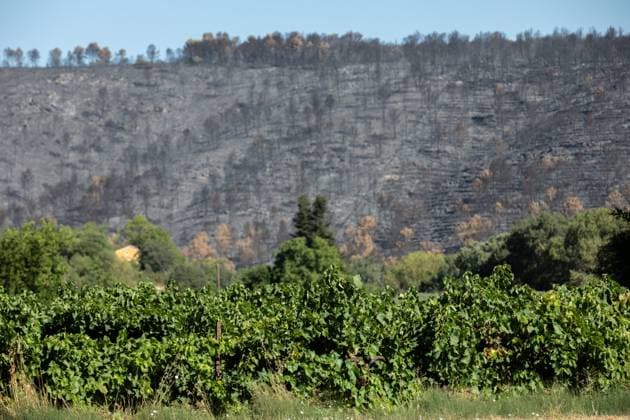 DAMAGE CAUSED TO VINEYARDS BY FIRES PHOTO PQR NICE MATIN CAMILLE DODET Correns Correns Correns Correns August 8, 2026 Photo PQR Camille Dodet Var Matin August 8, 2026 Correns, Var. After the fire that struck Correns, winegrowers are assessing the losses caused by the fire on the affected plots. In pictures. Photo: PQR Camille Dodet, Var Matin, August 8, 2026. Correns, Var. After the fire that struck Correns, winegrowersare assessing the losses caused by the fire’s passage through the damaged plots. In pictures: Fabien Mistre, president of the Correns Winegrowers’ Cooperative, walks among the rows of burned vines. Photo: PQR Camille Dodet, Var Matin, August 8, 2026. Correns Var After the fire that struck Correns, winemakers are assessing th Copyright: xPHOTOPQR NICExMATIN MAXPPPxCAMILLExDODETx 20260808NIM4874 20260808NIM4874