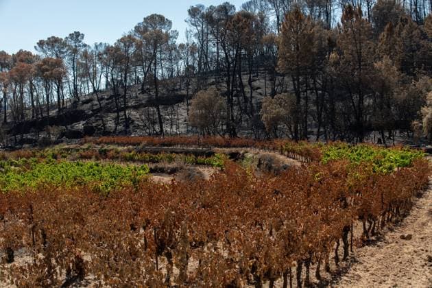 DAMAGE CAUSED TO VINEYARDS BY FIRES PHOTO PQR NICE MATIN CAMILLE DODET Correns Correns Correns Correns August 8, 2026 Photo PQR Camille Dodet Var Matin August 8, 2026 Correns, Var. After the fire that struck Correns, winegrowers are assessing the losses caused by the fire on the affected plots. In pictures. Photo: PQR Camille Dodet, Var Matin, August 8, 2026. Correns, Var. After the fire that struck Correns, winegrowersare assessing the losses caused by the fire’s passage through the damaged plots. In pictures: Fabien Mistre, president of the Correns Winegrowers’ Cooperative, walks through the rows of burned vines. Photo: PQR Camille Dodet, Var Matin, August 8, 2026. Correns Var After the fire that struck Correns, winemakers are assessing Copyright: xPHOTOPQR NICExMATIN MAXPPPxCAMILLExDODETx 20260808NIM4877 20260808NIM4877