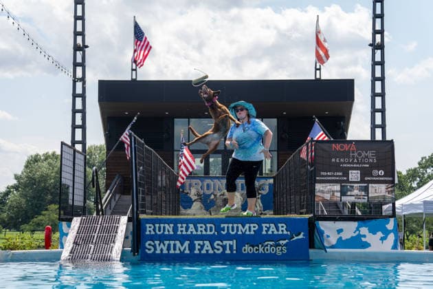 August 8, 2026, Washington, District Of Columbia, U.S.: A canine competitor jumps into the pool during the DockDogs Big Air competition at The Wharf in Washington, DC. Washington U.S. - ZUMAh210 20260808_znp_h210_007 Copyright: xDavidxHansenx