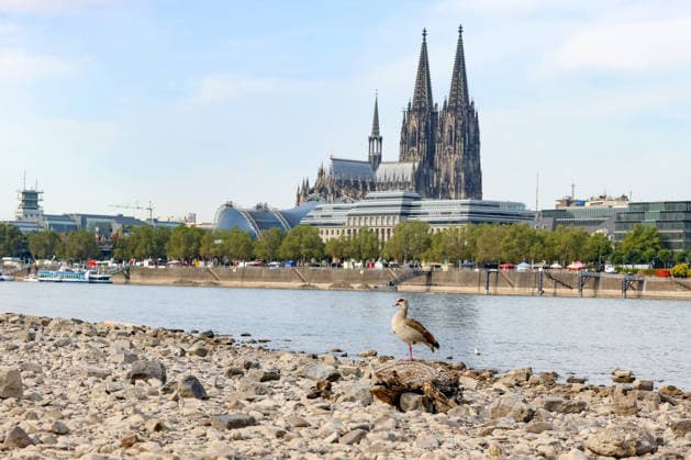 Summer in the Rhineland: View of the Rhine near Cologne (Deutz). The Rhine in Cologne is at low water levels due to persistent drought. In the foreground, a Nile goose (Alopochen aegyptiaca) sits on a piece of driftwood. In the background is Cologne Cathedral. Summer in the Rhineland on 09 08, 2026, in Cologne, Germany