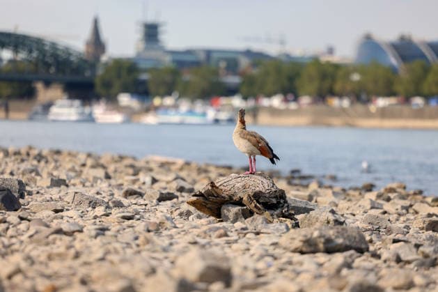 Summer in the Rhineland: View of the Rhine near Cologne (Deutz). The Rhine in Cologne is at low water levels due to persistent drought. In the foreground, a Nile goose (Alopochen aegyptiaca) sits on a piece of driftwood and looks out toward the Rhine. Summer in the Rhineland on August 9, 202026 in Cologne, Germany