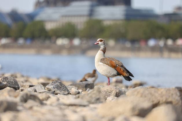 Summer in the Rhineland: View of the Rhine near Cologne (Deutz). The Rhine in Cologne is at low water levels due to persistent drought. In the foreground sits a Nile goose (Alopochen aegyptiaca). Summer in the Rhineland on August 9, 2026, in Cologne, Germany