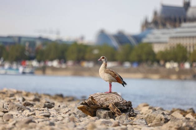 Summer in the Rhineland: View of the Rhine near Cologne, Deutz. The Rhine in Cologne is at low water levels due to persistent drought. In the foreground, a Nile goose (Alopochen aegyptiaca) sits on a piece of driftwood. Summer in the Rhineland on August 9, 2026, in Cologne Cologne, Germany