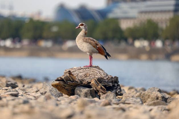 Summer in the Rhineland: View of the Rhine near Cologne, Deutz. The Rhine in Cologne is at low water levels due to persistent drought. In the foreground, a Nile goose (Alopochen aegyptiaca) sits on a piece of driftwood. Summer in the Rhineland on August 9, 2026, in Cologne Cologne, Germany
