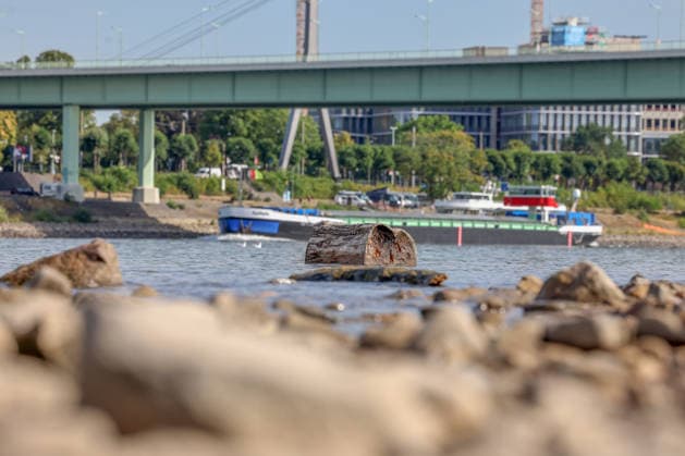 Summer in the Rhineland: View of the Rhine near Cologne (Deutz). The Rhine in Cologne is at low water levels due to persistent drought. A ship is passing in the background. In the foreground, wood lies in the water. Summer in the Rhineland on August 9, 2026, in Cologne, Germany