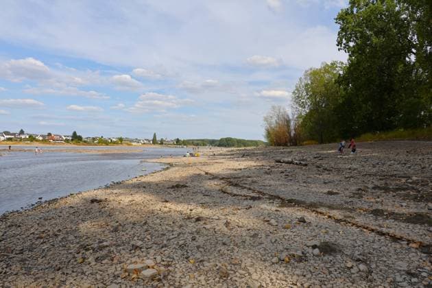 Bad Honnef, Germany, Nature, Climate, Summer, Drought, Rhine, Low Water, Herseler Werth Island, Bornheim Hersel, North Rhine-Westphalia, Germany, August 8, 2026: The drought is causing the Rhine water level—here at Herseler Werth in Bornheim Hersel—to drop to a minimum GER, Nature, Climate, Summer, Drought, Rhine, Lo Copyright: xEibner-Pressefoto JuergenxAugstx EP_JAT