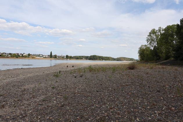 Bad Honnef, Germany, Nature, Climate, Summer, Drought, Rhine, Low Water, Herseler Werth Island, Bornheim Hersel, North Rhine-Westphalia, Germany, August 8, 2026: The drought is causing the Rhine water level—here at Herseler Werth in Bornheim Hersel—to drop to a minimum GER, Nature, Climate, Summer, Drought, Rhine, Lo Copyright: xEibner-Pressefoto JuergenxAugstx EP_JAT