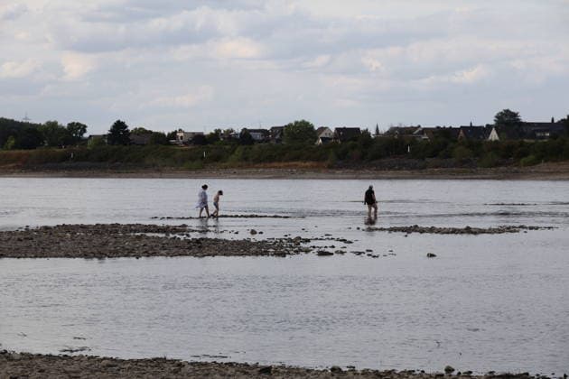 Bad Honnef, Germany, Nature, Climate, Summer, Drought, Rhine, Low Water, Herseler Werth Island, Bornheim Hersel, North Rhine-Westphalia, Germany, August 8, 2026: The drought is causing the Rhine water level—here at Herseler Werth in Bornheim Hersel—to drop to a minimum GER, Nature, Climate, Summer, Drought, Rhine, Lo Copyright: xEibner-Pressefoto JuergenxAugstx EP_JAT