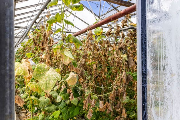 The heat and drought are also taking a toll on vegetable farmers on the island of Reichenau. Vegetables are withering in the greenhouses even before harvest. August 7, 2026, Reichenau, Baden-Württemberg, Germany