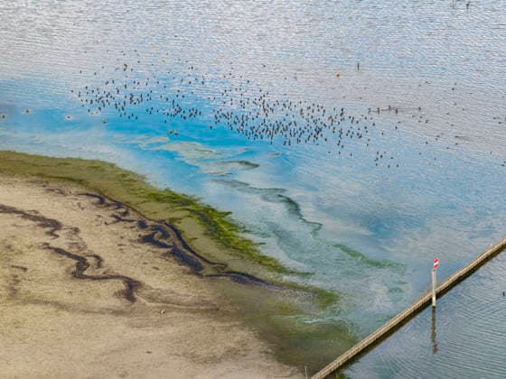The shore of Lake Constance near Moos with low water levels. Water levels have reached a record low due to the hot summer. In many harbors on the Untersee, there is hardly any water left. Moos is located on the shore of Lake Constance on the Höri Peninsula. August 6, 2026, Moos, Baden-Württemberg, Germany