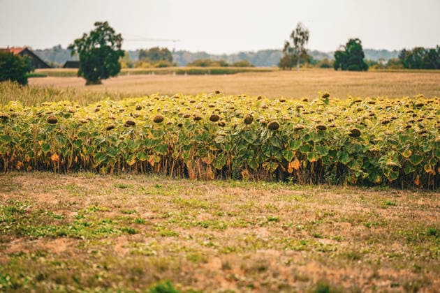 Sunflower field shortly before harvest in a rural agricultural landscape; wide shot, agriculture, crop farming, sunflowers, wilted sunflowers, seed production, oil crops, harvest season, drought, heat, climate change, extreme weather, vegetation, field, nature, rural area, summer, environment, food, biodiversity, land use, agriculture, Copyright: xJOERANxSTEINSIEKx